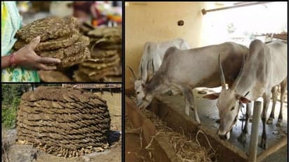 ಭಾರತೀಯ ಹಸುಗಳ ಸಗಣಿಗೆ ವಿದೇಶದಿಂದ ಬೇಡಿಕೆ; ₹50ಗೆ ಒಂದು ಕೆಜಿ!