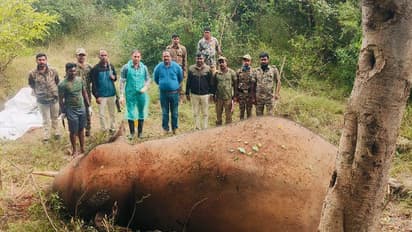ಬಿಆರ್‌ಟಿ ಹುಲಿ ಸಂರಕ್ಷಿತಾರಣ್ಯದಲ್ಲಿಲ್ಲ ಪಶು ವೈದ್ಯರು?: ಪ್ರಾಣಿಗಳು ಸತ್ತರೆ ಮರಣೋತ್ತರ ಪರೀಕ್ಷೆ ಹೇಗೆ?