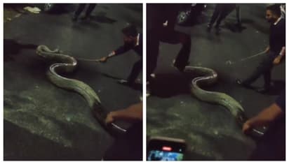 പെണ്കുട്ടികളുടെ ഹോസ്റ്റലിന് സമീപം രാത്രി എത്തിയത് 17 അടി നീളവും, 100 കിലോ തൂക്കവുമുള്ള പെരുമ്പാമ്പ്; വീഡിയോ