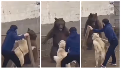 'നായയിൽ നിന്ന് കരടിയെയോ' അതോ 'കരടിയില് നിന്ന് നായയെയോ' രക്ഷിച്ചത്? 30 ലക്ഷം പേർ കണ്ട് വീഡിയോയിൽ തർക്കം