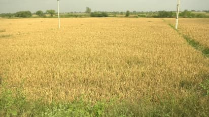 ಭತ್ತ ಕಟಾವು ಮಾಡಲು ಕೂಲಿ ಕಾರ್ಮಿಕರು ಇಲ್ಲ.. ಯಂತ್ರವು ಇಲ್ಲ: ಮತ್ತೊಂದೆಡೆ ಮಾರುಕಟ್ಟೆಯ ಸಮಸ್ಯೆ!