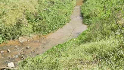 ಜೀವನದಿ ಕಾವೇರಿ ಒಡಲಿಗೆ ಸೇರುತ್ತಿದೆ ಶುಂಠಿತ್ಯಾಜ್ಯ ನೀರು: ಶುದ್ಧೀಕರಣ ಘಟಕಗಳಿಂದ ಕಾವೇರಿಗೆ ಕಂಟಕ