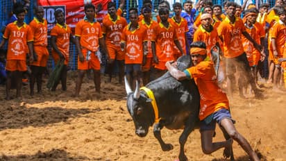 கோவை மக்களே ரெடியா.? களம் இறங்க தயாராகும் காளைகள், காளையர்கள்- ஜல்லிக்கட்டுக்கு தேதி குறித்த அரசு