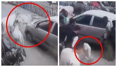 ഓടുന്ന കാറിന് വട്ടം വച്ച് പശുക്കൾ; നാട്ടുകാര് കാര് ഉയര്ത്തിയപ്പോള് കണ്ടത് പശുക്കിടാവിനെ; വീഡിയോ വൈറല്