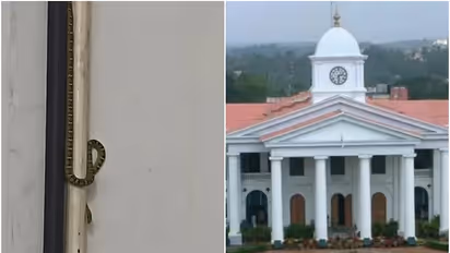 സെക്രട്ടേറിയേറ്റിൽ വീണ്ടും പാമ്പ്; ആശങ്കയിലായി ജീവനക്കാർ; വനം വകുപ്പ് ഉദ്യോഗസ്ഥരെത്തി പാമ്പിനെ പിടികൂടി