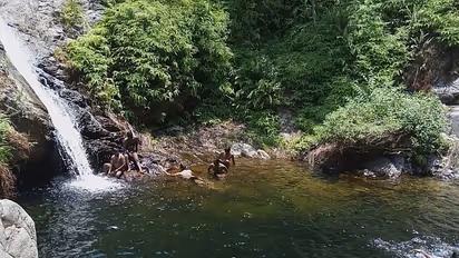 ஊட்டியே தோத்துடும்; சென்னைக்கு அருகில் 3 சூப்பரான மலைவாசஸ்தலங்கள்; இந்த லீவுல 'மிஸ்' பண்ணிடாதீங்க!