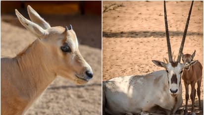 1970ൽ വംശനാശം സംഭവിച്ച ശേഷം 54 വർഷങ്ങൾക്കിപ്പുറം പിറന്നൂ 15-ാമത് അറേബ്യൻ ഒറിക്‌സ്; ജനനം ആഘോഷമാക്കി അധികൃതർ  