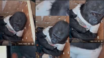 ಪುಟಾಣಿ ಮರಿ ಗೊರಿಲ್ಲಾವನ್ನು ಕ್ರೇಟ್ನಲ್ಲಿ ತುಂಬಿಸಿ ಕಳ್ಳಸಾಗಣೆ: ವಿಡಿಯೋ ವೈರಲ್