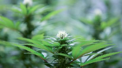 ഭർത്താവിന്റെ വെളിപ്പെടുത്തൽ, മകന്റെ സംരക്ഷണാവകാശം നഷ്ടപ്പെട്ട് ഭാര്യ; കാരണം 10 വർഷം മുമ്പത്തെ കഞ്ചാവ് ഉപയോഗം