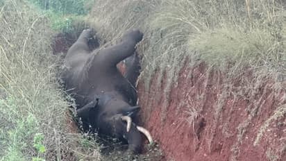 ಚಿಕ್ಕಮಗಳೂರಲ್ಲಿ ನಿಲ್ಲದ ಕಾಡಾನೆಗಳ ಮರಣ ಮೃದಂಗ: ವಿದ್ಯುತ್ ತಂತಿ ತುಳಿದು ಒಂಟಿ ಸಲಗ ಸಾವು!