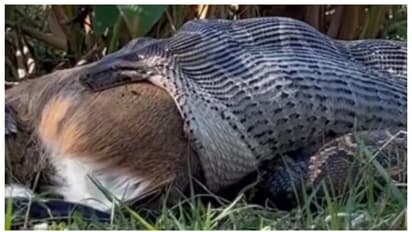 കൂറ്റനൊരു മാനിനെ വിഴുങ്ങി, പിന്നെ അങ്ങോട്ടുമില്ല, ഇങ്ങോട്ടുമില്ല; ബർമീസ് പെരുമ്പാമ്പിന്റെ വീഡിയോ വൈറല്