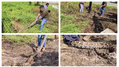 ക്ഷേത്രത്തിന്റെ പറമ്പ് വൃത്തിയാക്കുന്നതിനിടെ പുല്ലുകൾക്കിടയിൽ നിന്ന് 2 മലമ്പാമ്പുകളെ പിടികൂടി
