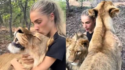 പൂച്ചക്കുഞ്ഞിനെ പോലെ സിംഹം, മടിയിലിരുത്തി ലാളിച്ച് യുവതി, ഇത് അപകടകരം എന്ന് നെറ്റിസണ്‍സ്, വീഡിയോ 