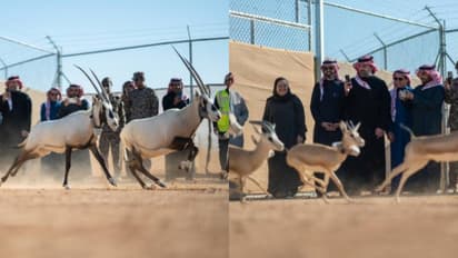 വംശനാശഭീഷണി; സൗദിയിലെ കിങ് ഖാലിദ് റിസർവിൽ 66 മൃഗങ്ങളെ പുനരധിവസിപ്പിച്ചു