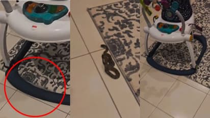 രണ്ട് വയസുള്ള കുഞ്ഞിനെ കിടത്തുന്ന ബേബി ബൗൺസറിന് താഴെ ഒരനക്കം, കണ്ടത് ഉഗ്ര വിഷമുള്ള ടൈഗർ സ്നേക്കിനെ!