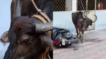 അറവുശാലക്ക് മുന്നിൽ വെച്ച് വിരണ്ടോടിയ എരുമ പാഞ്ഞെത്തിയത് നഗരത്തിലെ ഹോട്ടലിൽ, പരിഭ്രാന്തിക്കൊടുവിൽ തളച്ചു