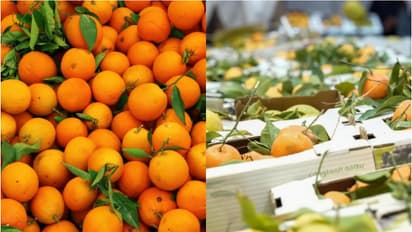 സൗദിയിൽ ഇനി ഓറഞ്ചുകാലം; ഹരീഖിൽ  10 ദിവസം നീളുന്ന മേള ജനുവരി ഒന്നിന് ആരംഭിക്കും 