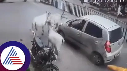 ಕಾರನ್ನು ಬೆನ್ನಟ್ಟಿ ಕೊನೆಗೂ ಕಂದಮ್ಮನ ಕಾಪಾಡಿದ ಹಸುಗಳು! ಮನ ಮಿಡಿಯುವ ವಿಡಿಯೋ ವೈರಲ್