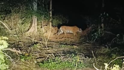 २१ दिवसांच्या दहशतीनंतर वाघीण 'सीनत' पकडली