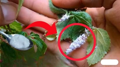 3 tips to get rid of mealybugs stuck on hibiscus buds