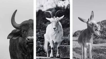 பசுக்கள் மட்டுமல்ல, சத்தான பால் தரும் மற்ற 5 விலங்குகள் இதோ!