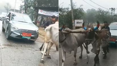 जोडी बैलांनी ओढली इलेक्ट्रिक कार: व्हिडिओ व्हायरल