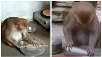 ഇതാണ് യഥാര്‍ത്ഥ പരിണാമം; സ്വന്തമായി റൊട്ടി ഉണ്ടാക്കുകയും പാത്രം കഴുകുകയും ചെയ്യുന്ന കുരങ്ങന്‍, വീഡിയോ 