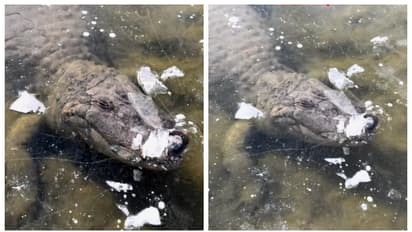 'പ്രകൃതി ഒരുക്കിയ മരണക്കെണി; ഉറഞ്ഞ് പോയ തടാകത്തിൽ കുടുങ്ങിയ മുതലയുടെ വീഡിയോ, ആശയ്ക്ക് വകയുണ്ടെന്ന് കാഴ്ചക്കാർ