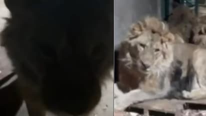 'സിംബ ശാന്തമാകൂ', അലറി വിളിച്ച് മൃഗശാല കാവൽക്കാരൻ; കാമുകിക്കായി കയറിയത് കൂട്ടിൽ, സിംഹങ്ങൾ കടിച്ചു കീറി തിന്നു