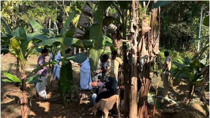 വിജയലക്ഷ്മിയും പ്രീതയും വാഴത്തോട്ടത്തിൽ കാട് വെട്ടിത്തെളിക്കുന്നതിനിടെ അപ്രതീക്ഷിതം, പൊട്ടിത്തെറി; പരിക്കേറ്റു