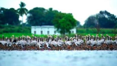 ವಿಜಯನಗರ: ಮಂಗೋಲಿಯಾದಿಂದ ಬಂದ ಚಳಿಗಾಲದ ಅತಿಥಿಗಳು!