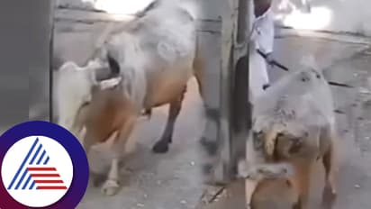 ಸುಮ್ನೇ ಹೋಗ್ತಿದ್ದ ಬಸವನ ಹೊಡೆದ ಆಸಾಮಿ: ಮುಂದಾದದ್ದು ಮಾತ್ರ ಘೋರ ದುರಂತ- ವಿಡಿಯೋ ವೈರಲ್