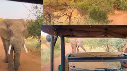 ಪ್ರವಾಸಿಗರಿದ್ದಾಗಲೇ ಸಫಾರಿ ವಾಹನವನ್ನು ಮೇಲೆತ್ತಿದ್ದ ಒಂಟಿ ಸಲಗ: ವೀಡಿಯೋ ವೈರಲ್