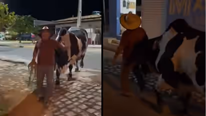 बैलाने दारूच्या नशेत असलेल्या मालकाला पोहोचवले घरी