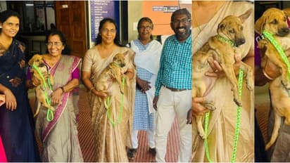 ബാസ്കർ വില്ലയിലെ 'വേട്ടനായയെ' പോലെ, അറുന്നൂറ്റിമംഗലത്ത് 'കട്ടക്ക് കാവലിന്' ഇവർ; 2 കൊള്ളൂവരിയൻ നായ്ക്കളെത്തി