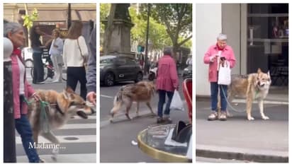 എന്തോന്നിത്? നായയോ ചെന്നായയോ; പാരീസിലൂടെ നടക്കുന്ന സ്ത്രീയുടെ ഒപ്പമുള്ള മൃഗത്തെ കണ്ട് അന്തംവിട്ട് സോഷ്യൽ മീഡിയ