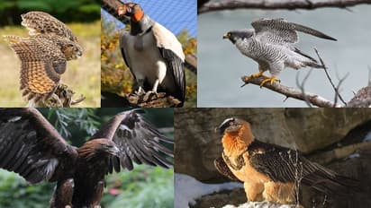 ప్రపంచంలోనే అత్యంత ప్రమాదకరమైన పక్షులు , వాటితో పెట్టుకుంటే అంతే సంగతులు..
