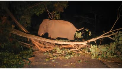 മരവും പനയും റോഡിലേയ്ക്ക് മറിച്ചിട്ട് കബാലി; നടുറോഡിൽ നിലയുറപ്പിച്ചത് മണിക്കൂറുകൾ, ഗതാഗതം തടസപ്പെട്ടു