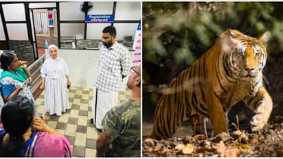 പറമ്പിലേക്ക് ആടുകളുമായി പോയപ്പോൾ കടുവ എത്തിയെന്ന് വീട്ടമ്മ; ഭയന്നോടിയപ്പോൾ കൈയ്ക്ക് പരിക്ക്, സംഭവം കോഴിക്കോട്