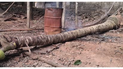 തെങ്ങ് കടപുഴകി ദേഹത്ത് വീണ് 5 വയസുകാരന് ദാരുണാന്ത്യം; സംഭവം പെരുമ്പാവൂരില്