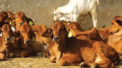 ఎంత దారుణం : గర్భంతో వున్న ఆవు తలనరికి, కడుపుకోసి దూడను బయటకు తీసిన దుండగులు 