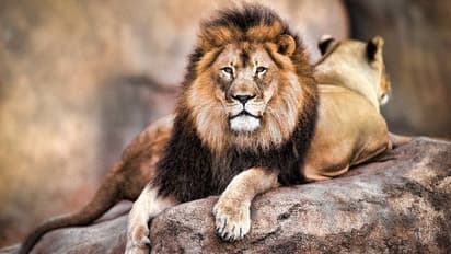 കാമുകിയുടെ മതിപ്പുനേടാന് ക്യാമറയുമായി സിംഹക്കൂട്ടിൽ, മൃഗശാല സൂക്ഷിപ്പുകാരന് ദാരുണാന്ത്യം