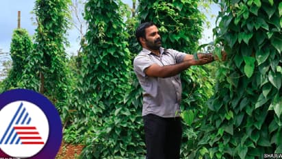 200 ವಿವಿಧ ಗಡ್ಡೆಗಳೊಂದಿಗೆ ಕುಡ್ಲಕ್ಕೆ ಬಂದಿದ್ದಾರೆ 'ಟ್ಯೂಬರ್ ಮ್ಯಾನ್ ಆಫ್  ಕೇರಳ'! ಯಾರಿವರು?