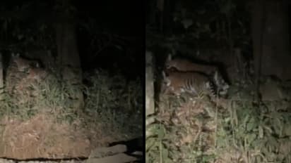 900 കണ്ടിയിൽ കടുവക്കുഞ്ഞുങ്ങളെ കണ്ടെത്തി, 3 മാസം പ്രായം; കണ്ടത് ഏലത്തോട്ടത്തിൽ പോയ ജീപ്പ് ഡ്രൈവർമാർ, വീഡിയോ