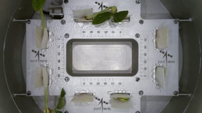 ഇസ്രൊയുടെ ക്യൂട്ട് കുട്ടികള്‍; ഇന്ത്യ ബഹിരാകാശത്തേക്ക് അയച്ച പയര്‍വിത്തുകള്‍ക്ക് ഇലകള്‍ വിരിഞ്ഞു 