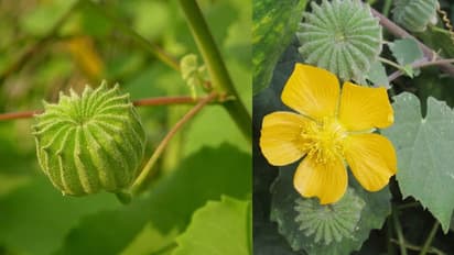 రోడ్డు పక్కన ఉంటాయని పిచ్చి మొక్క అనుకునేరు.. లాభాలు తెలిస్తే షాక్‌ అవ్వాల్సిందే 