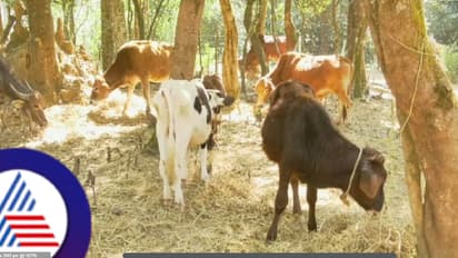 ಗೋ ಶಾಲೆಗೆ ನಯಾಪೈಸೆ ಕೊಡದ ಕಾಂಗ್ರೆಸ್ ಸರ್ಕಾರ, ಮೇವಿಲ್ಲದೆ ಬಡಕಲು ಬಿದ್ದು ನರಳುತ್ತಿವೆ ಗೋವುಗಳು!