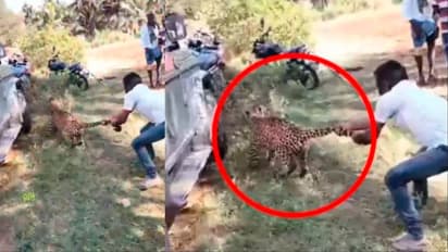 Caught on camera: Man catches leopard by tail in Karnataka's Tumakuru, helps officials capture it (WATCH)
