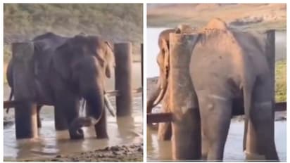 'എന്നാലും ഇതെന്തൊരു പെടലാണ്'; വയറ് നിറഞ്ഞപ്പോള്‍ തൂണുകൾക്കിടയില്‍ കുടുങ്ങിപ്പോയ കാട്ടാനയുടെ വീഡിയോ വൈറൽ