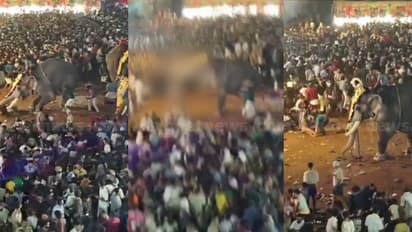 പുതിയങ്ങാടി പള്ളി നേർച്ചക്കിടെ ആനയിടഞ്ഞു; ആൾക്കൂട്ടത്തിൽ നിന്നയാളെ തുമ്പിക്കൈയിൽ ചുഴറ്റിയെറിഞ്ഞു; നില ഗുരുതരം